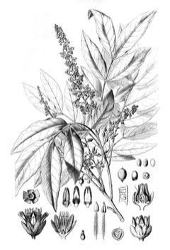 Talisia esculenta Pitomba Talisia esculenta Pitomba